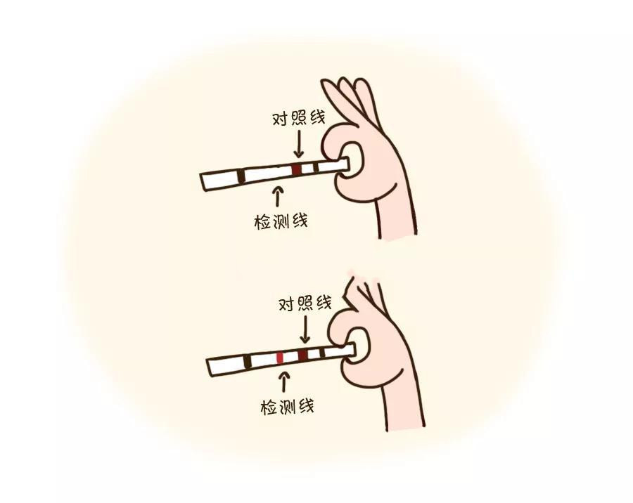 精子和卵子相遇的最佳时间,精子卵子相遇多久受孕