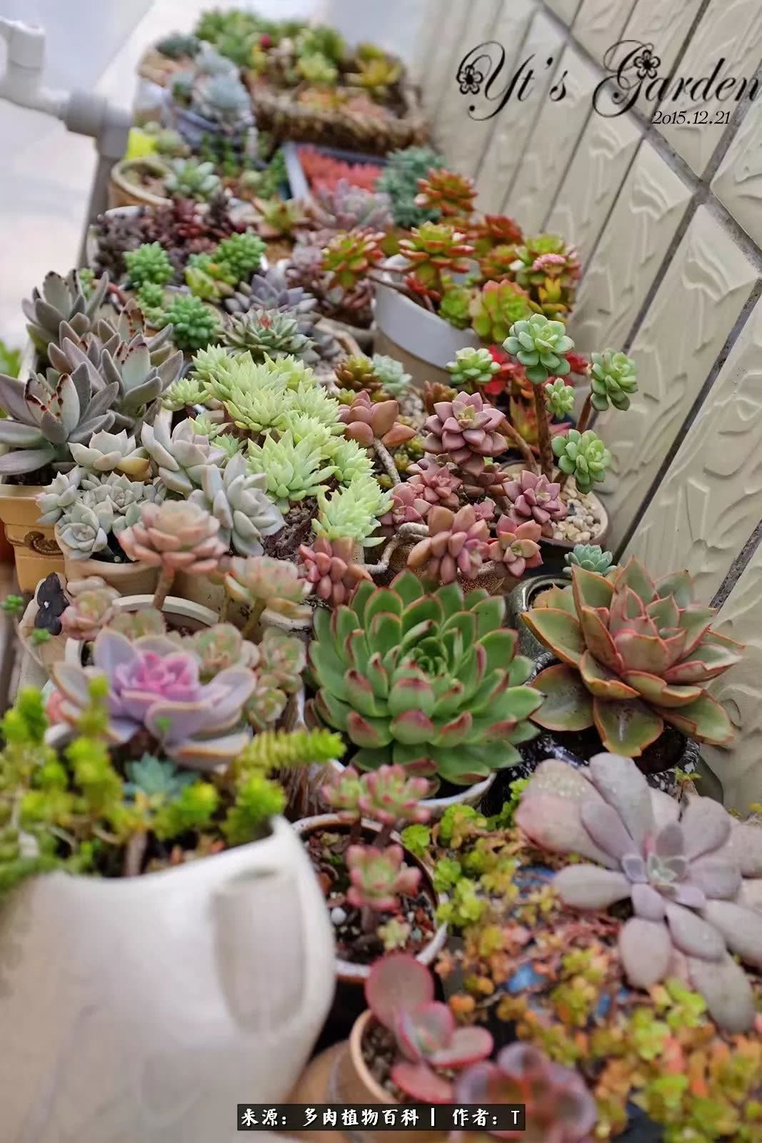 多肉还可以这样玩(上):八年养肉路剪影!