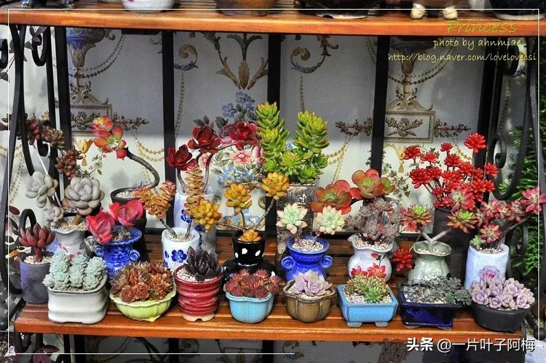 哪些多肉适合养老桩?多肉老桩摆窗台最精致了,看一眼就忘不了