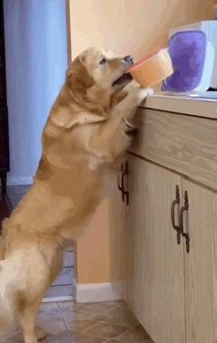 吉娃娃被气坏的视频,吉娃娃被气坏视频