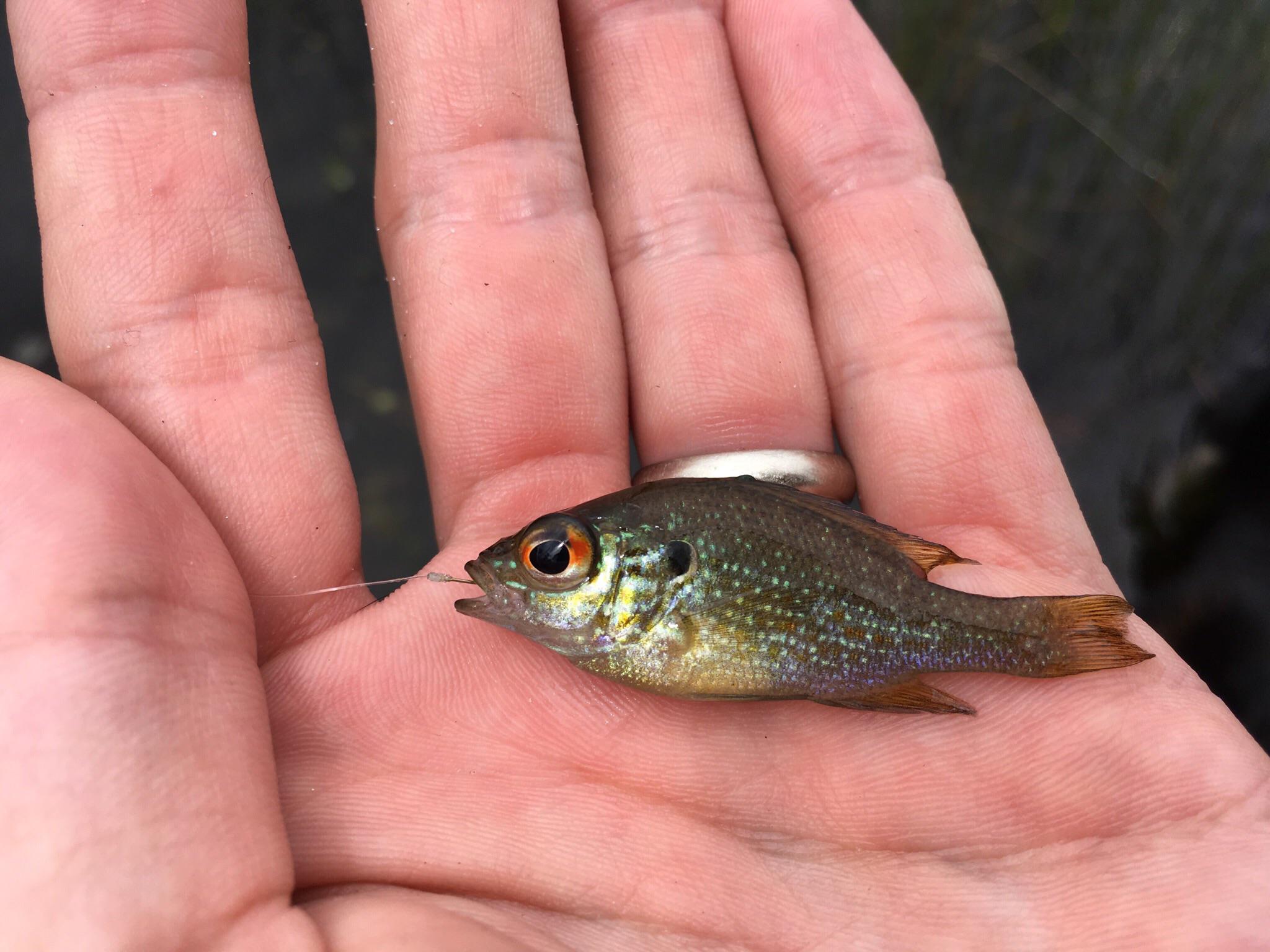 太阳鱼入侵四川哪些区域,太阳鱼能在河流里存活吗