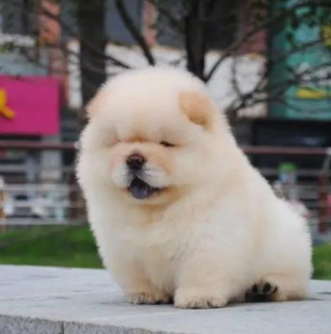 幼犬两天不排便是怎么回事,幼犬一天没排便正常吗