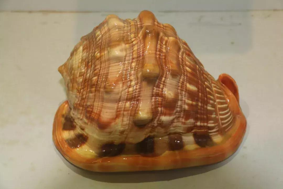 四大名螺哪个最好看,四大名螺正确摆放