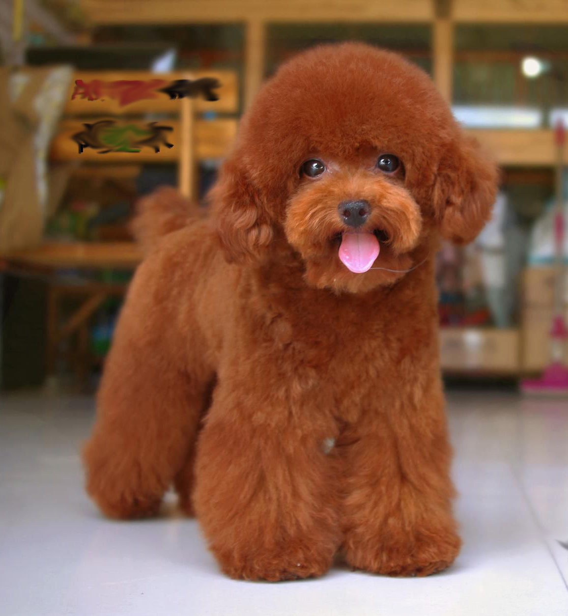 泰迪毛发枯燥,泰迪毛发不好该怎么改善