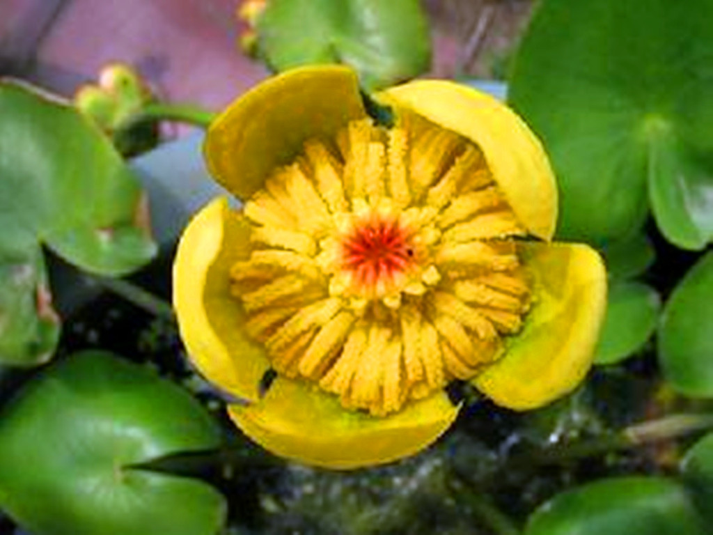 四季水培睡莲荷花盆栽的种植方法,荷花睡莲花色鲜艳非常好养