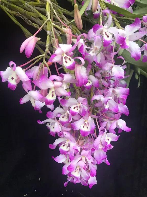 最好养爱开花的兰花,四季能开花的兰花有哪些