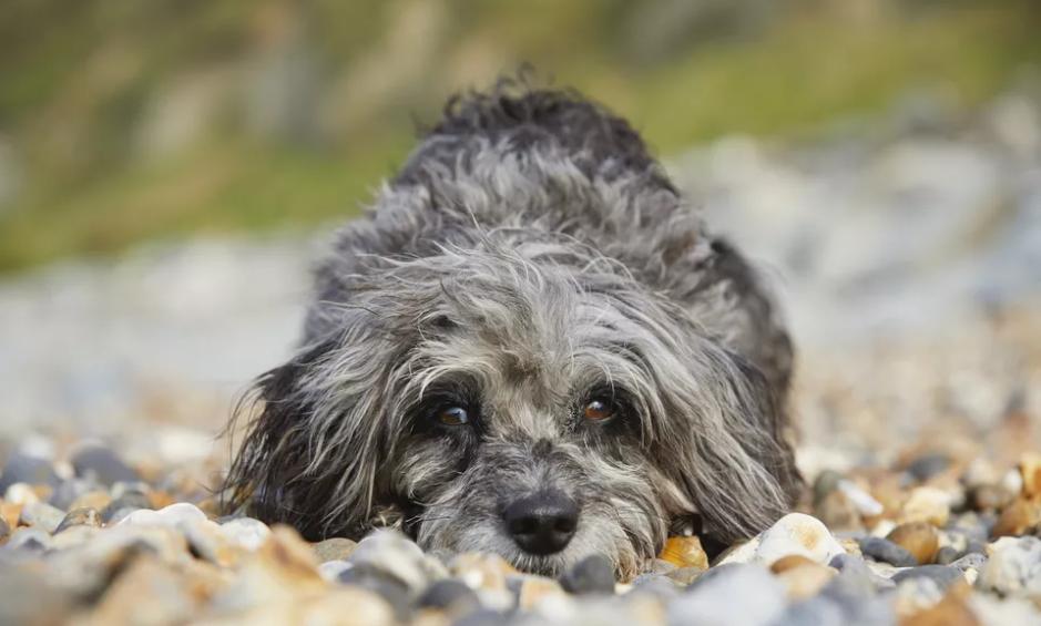 狗狗突然吃不下饭还吐怎么办,狗狗老是呕吐一小口没消化的食物