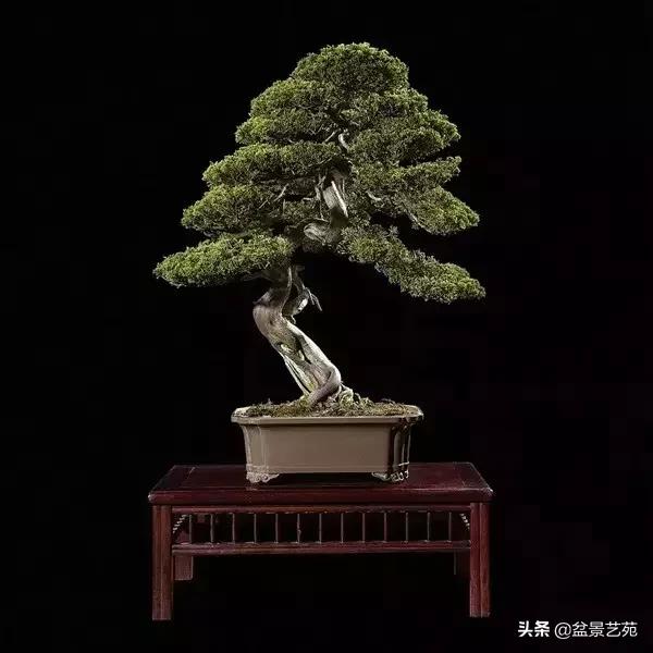 西泠印社砚台最高价拍卖记录,杭州西泠拍卖盆景