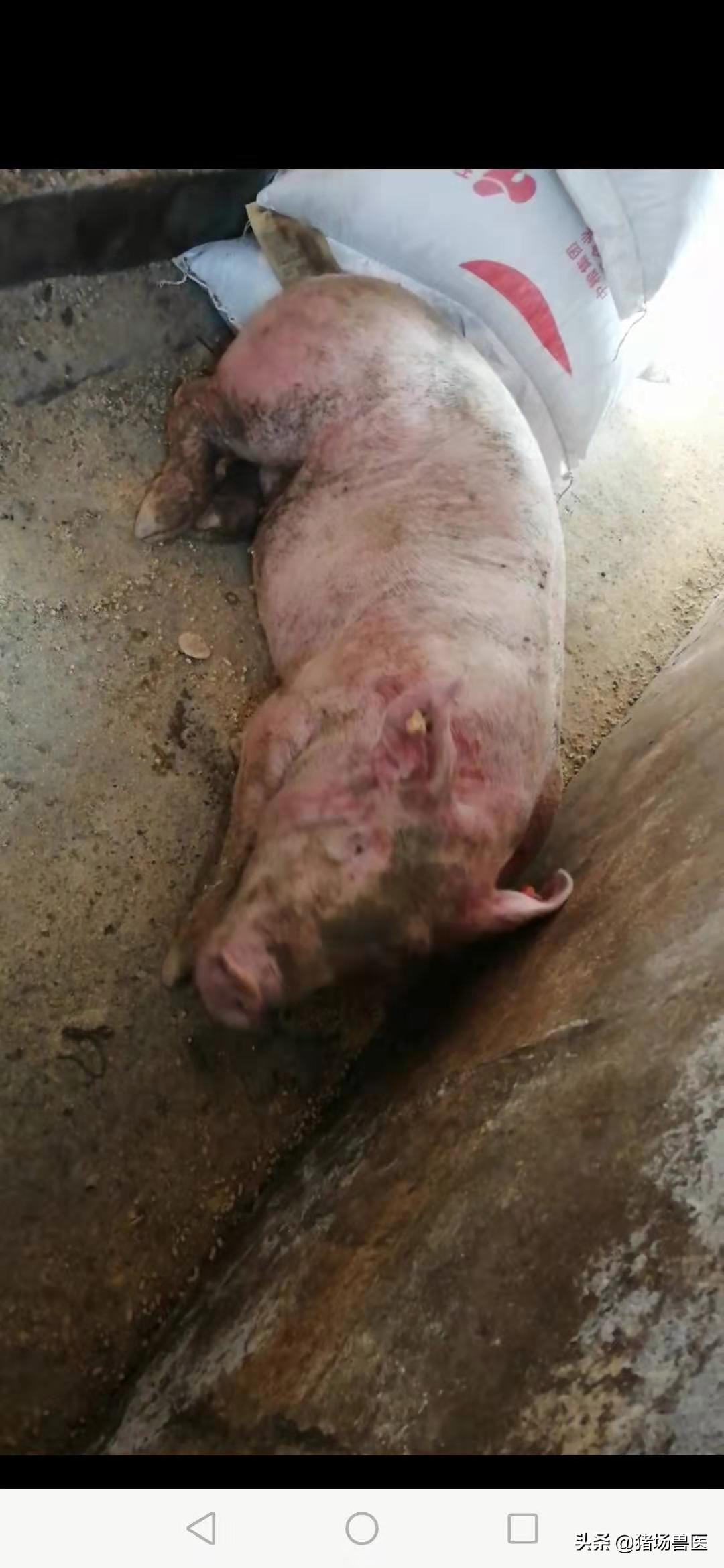 冬春季节交替注意流感,冬季猪常见呼吸道疾病有哪些