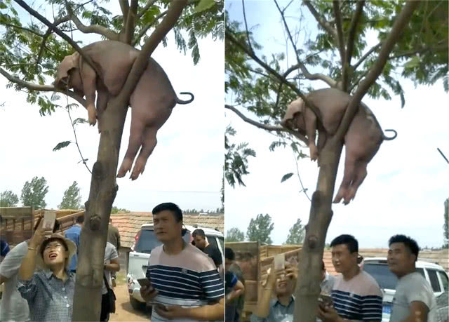 有什么压箱底的笑话讲给女朋友听,分享一个你压箱底的笑话笑到裂开