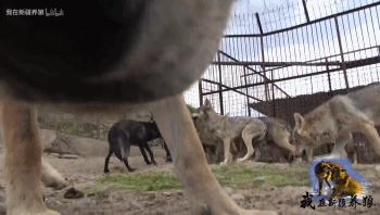 养狼20年养成二哈,养狼养二哈