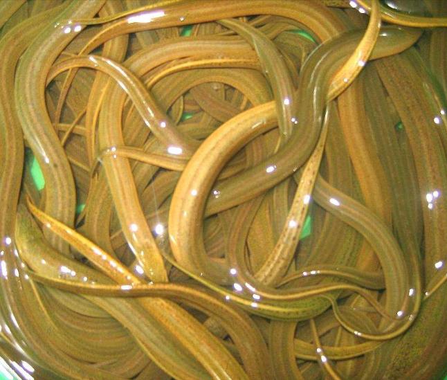 网箱黄鳝养殖成活率一般是多少,黄鳝苗几月买回来养成活率比较高