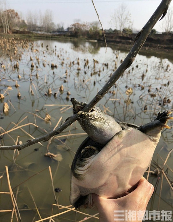 有口福，龟鳖牛蛙“解封”；很焦灼，养殖行业如何“解冻”