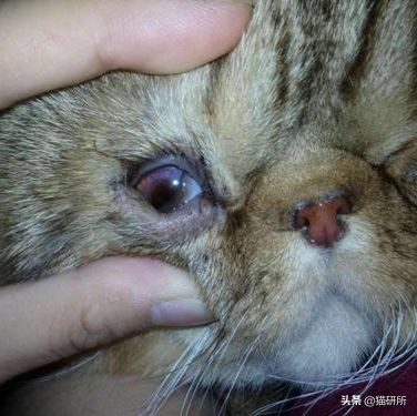 猫眼睑内翻是先天性的吗,猫眼睑内翻保守治疗