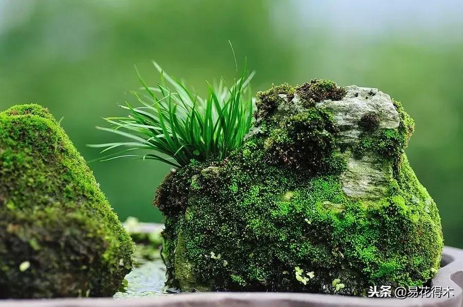 文房菖蒲怎么养殖,菖蒲的养护方法