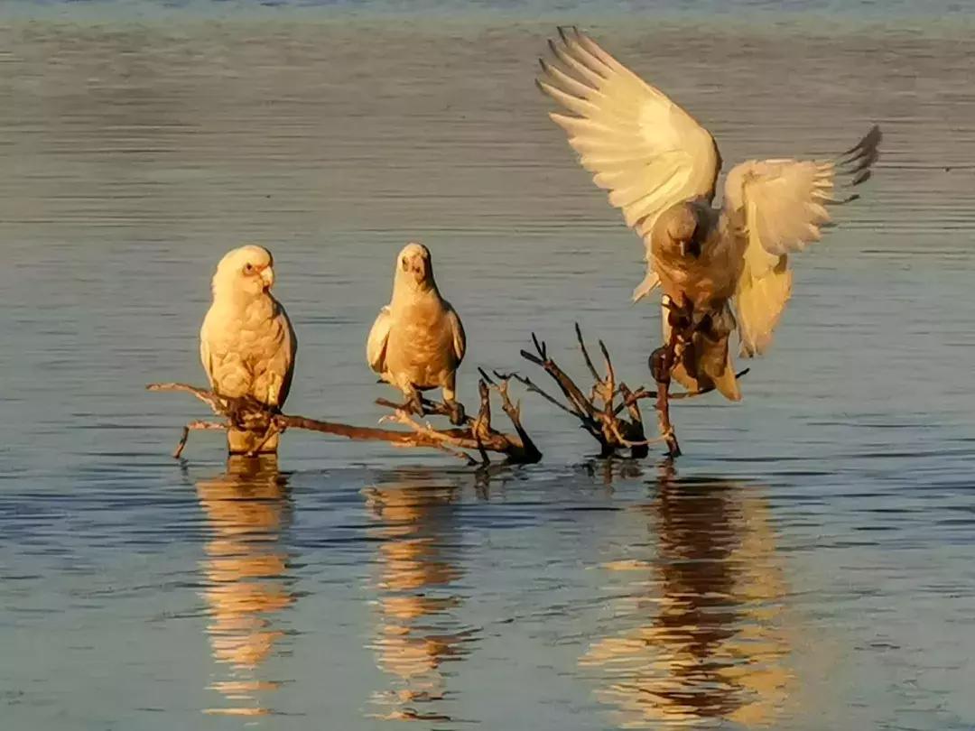 华为p30的镜头模组叫什么,华为p30镜头是蓝宝石的吗