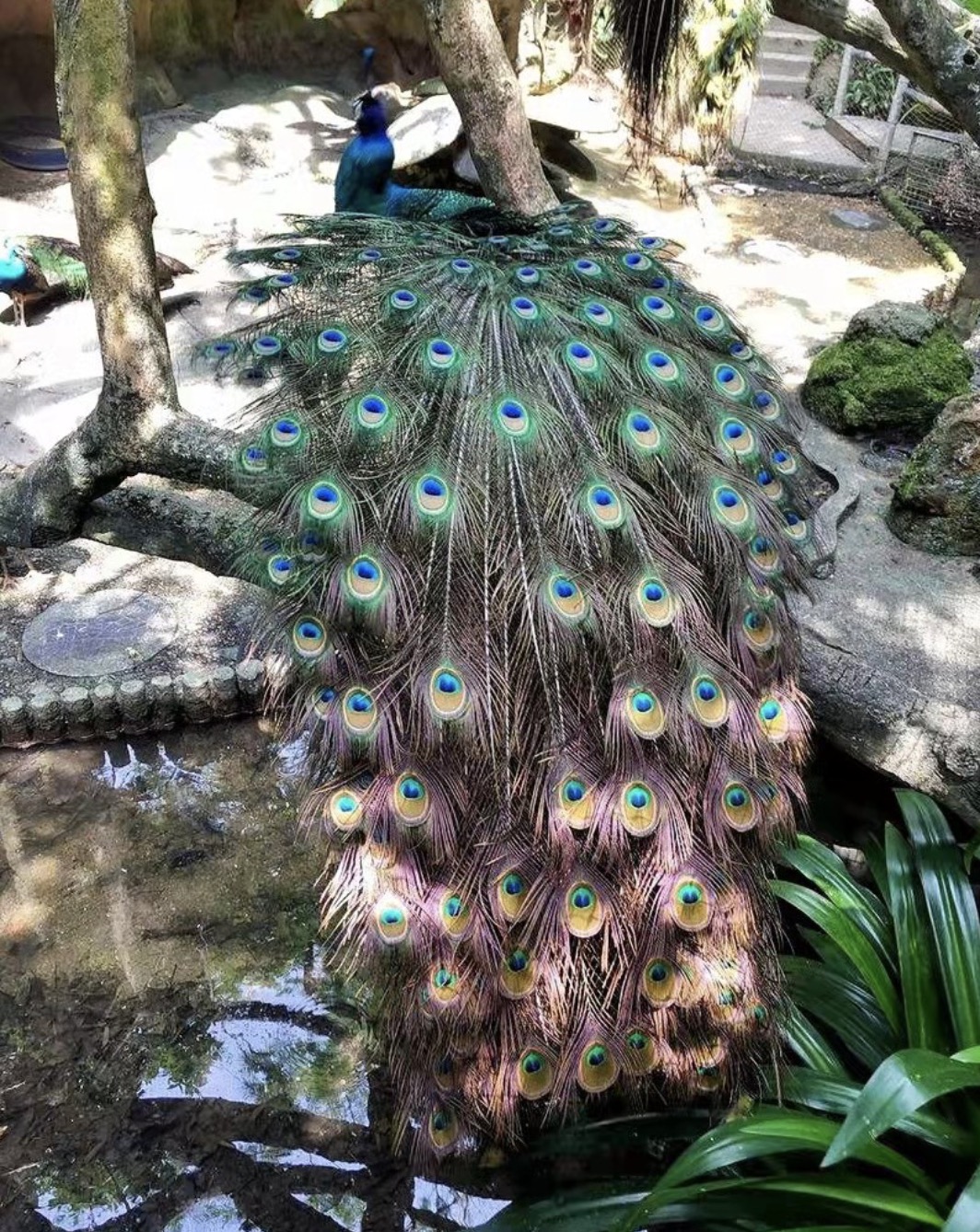 深圳青青世界公园,深圳青青世界门票