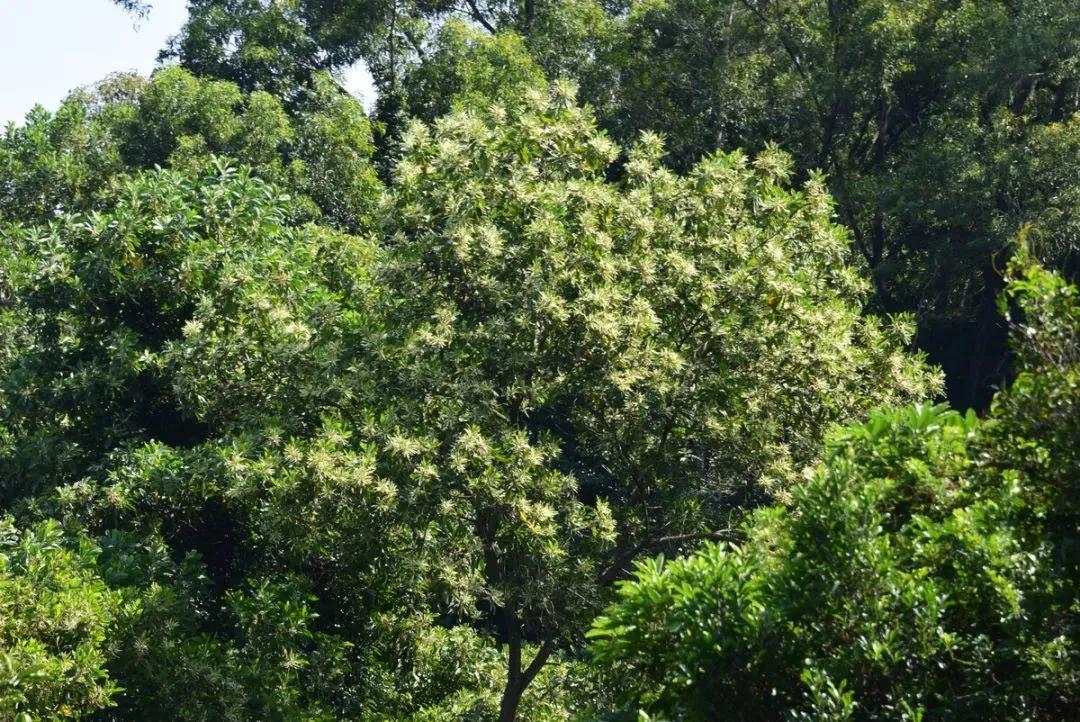 深圳首条手作“原始登山道”，人少好爬景色超美…过年去哪不用愁