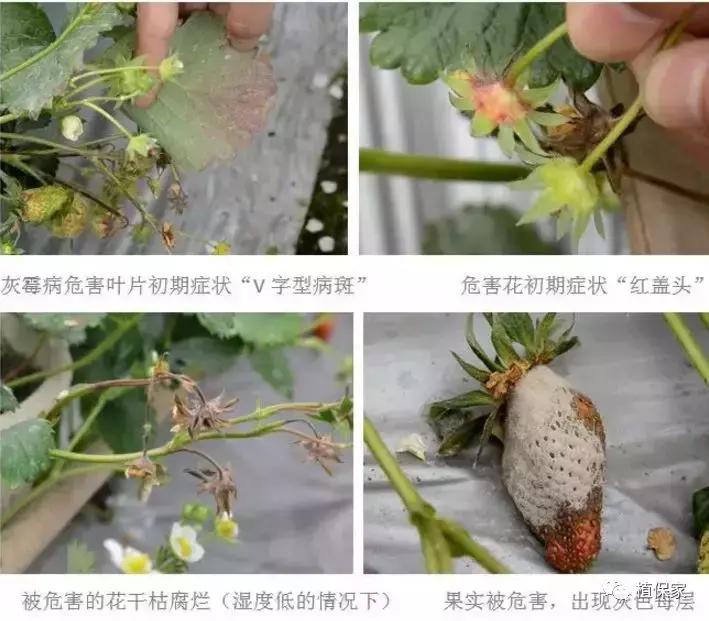 大棚草莓常见病虫害防治方法,南京地区草莓病虫害防治的现状