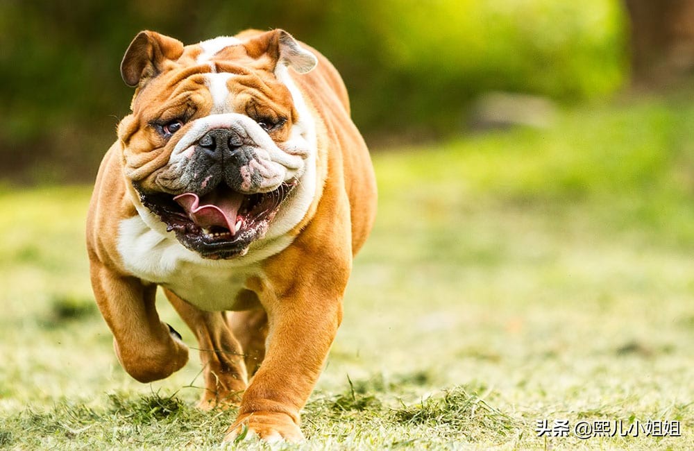 世界名贵犬种,中国名贵犬种大全图片