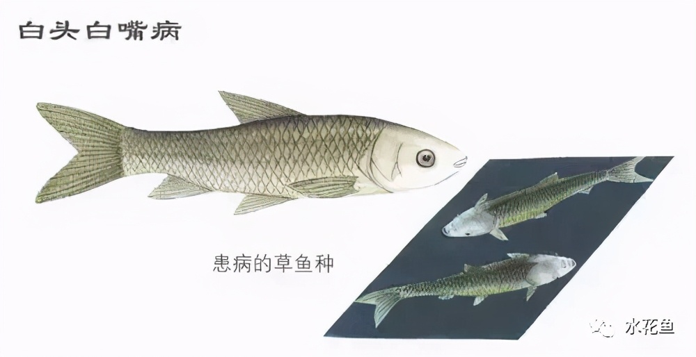 鱼苗白尾什么原因,鱼苗白嘴病的治疗