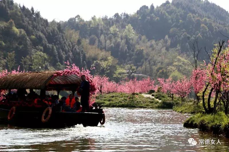 桃花源又见桃花开,盛景等君来,你若不来、花为谁开?