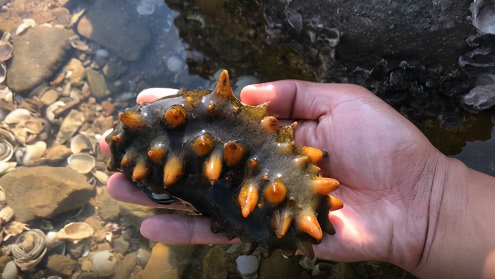 青岛看海赶海攻略,青岛夏天免费赶海圣地
