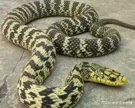 还没看《神奇动物在哪里》？没关系，你错过的神奇动物都在这里