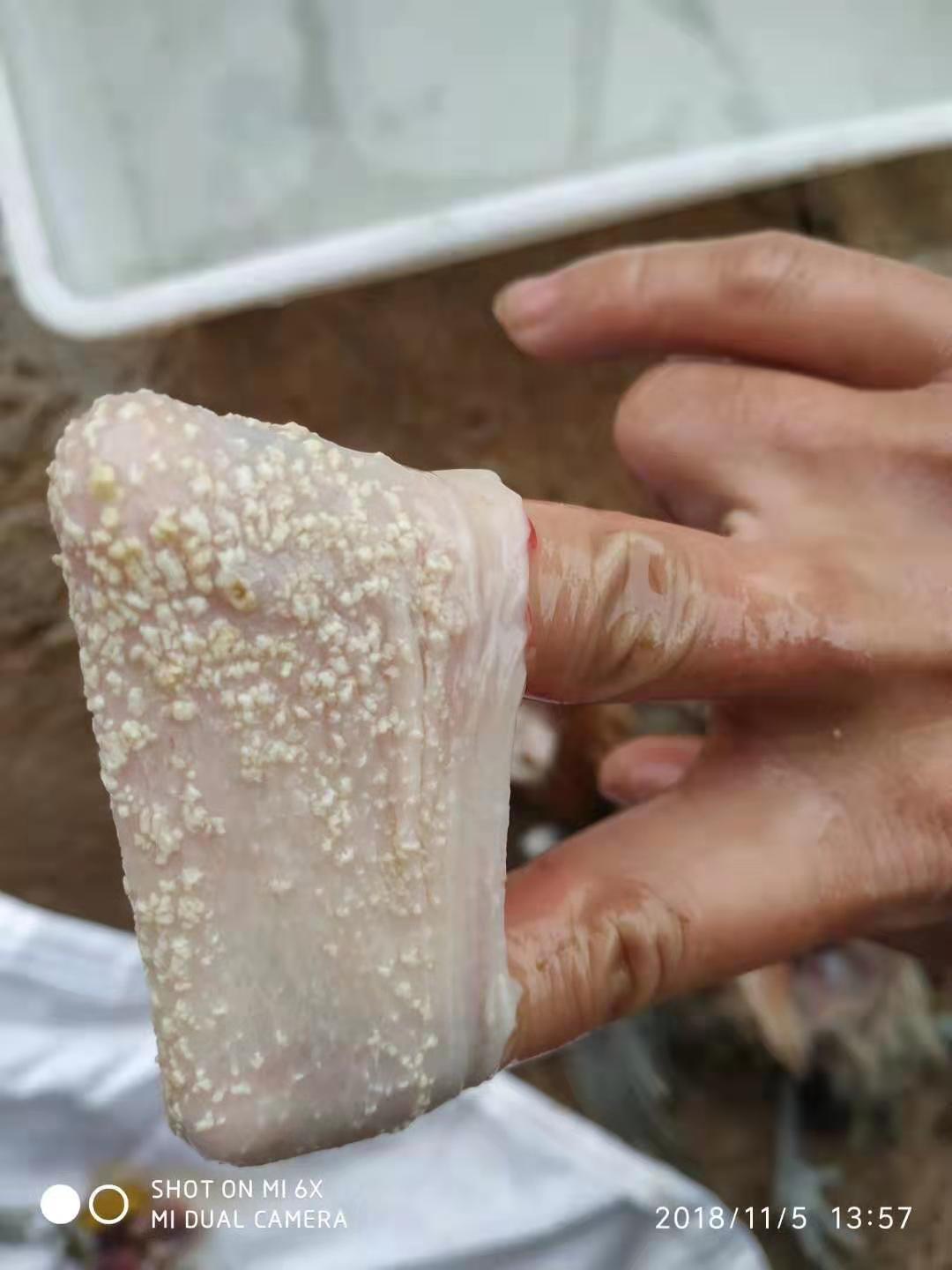 鸡病快速判断处理方法大全图解,鸡群粪便的不同预示着病情也不同