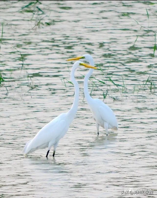 澶х編鏃犳瀬楂樻竻鐩存挱,澶х編鏃犳瀬
