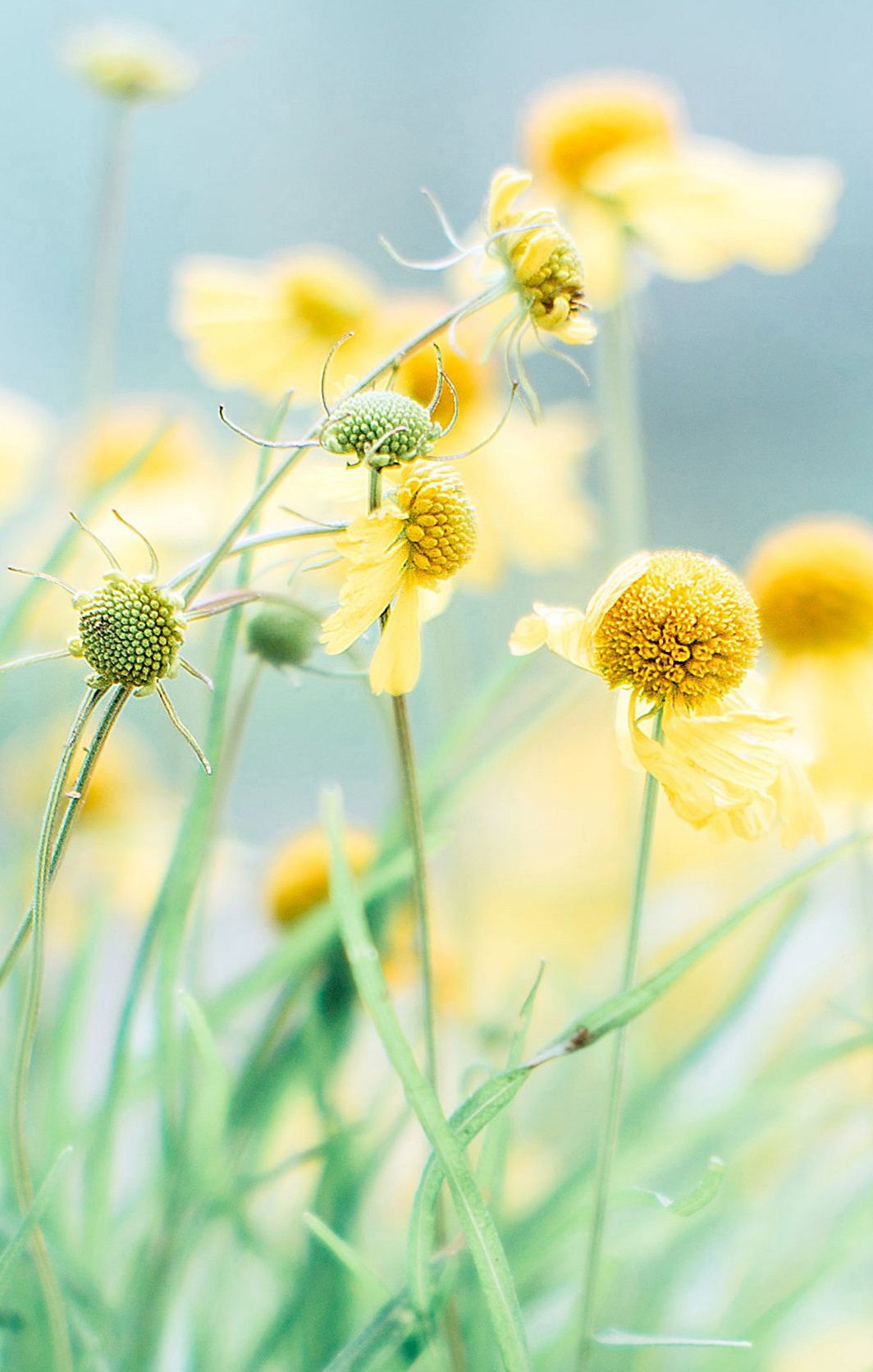 上环的女人好不好,上环死了