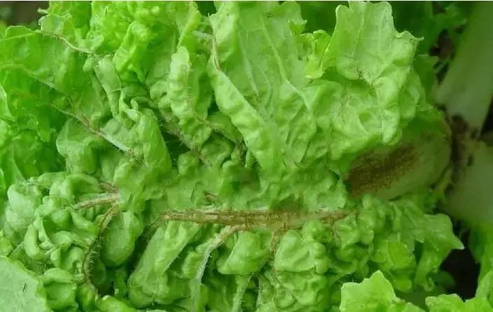 植物癌症病毒怎么防治,植物病毒病最佳治愈方法