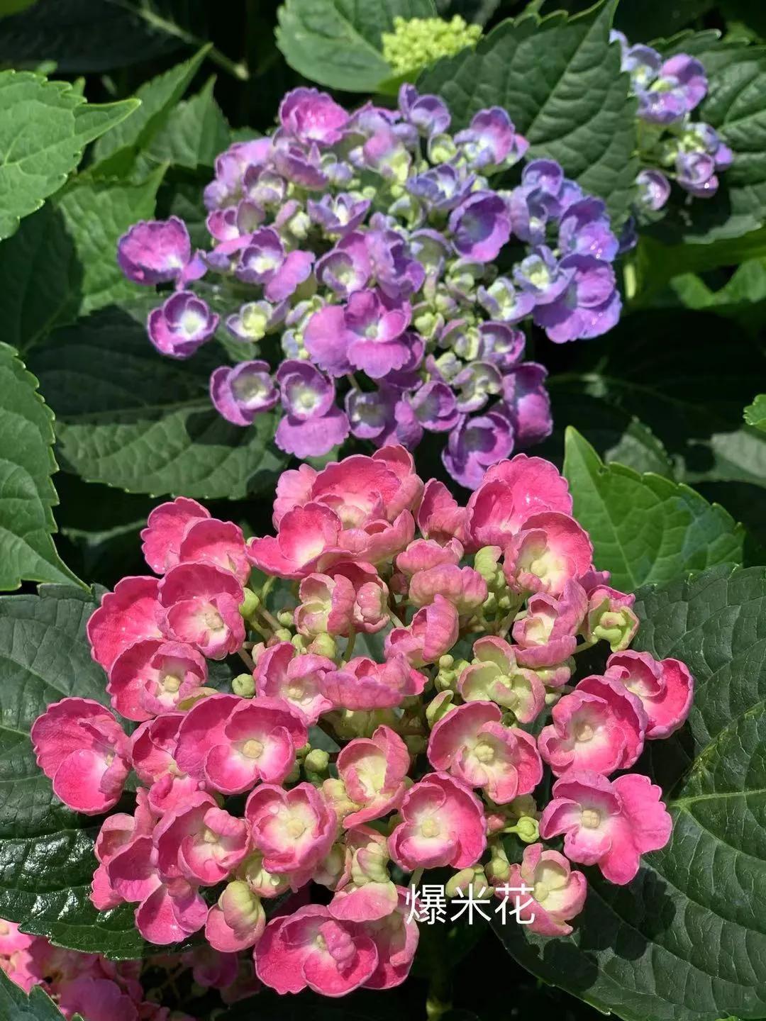 一加仑绣球长几年能长大,绣球扦插苗如何让其快速长大