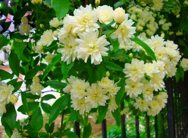 国内一种花，开花时比香水香，花期长名叫木香花