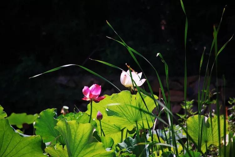 单反快速入门索尼,单反自动挡是哪个