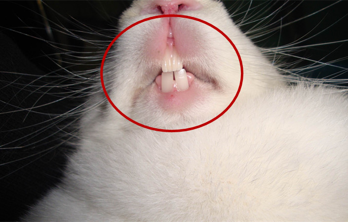 为什么兔子是三瓣嘴，而且特别爱磨牙？