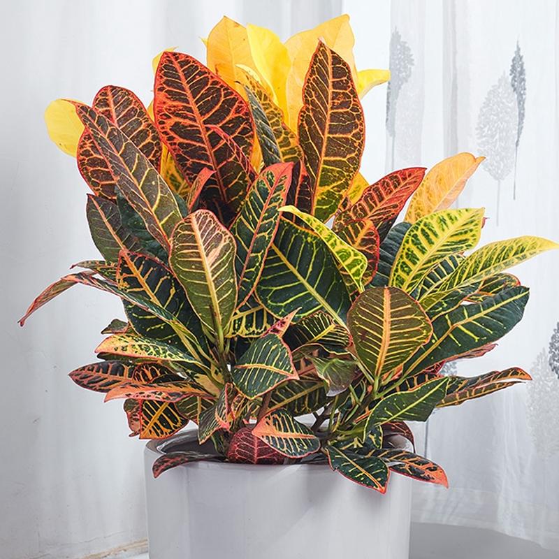 绿植中的变色洒金榕，变叶木这么养护，叶色变幻清新靓丽优雅斑斓