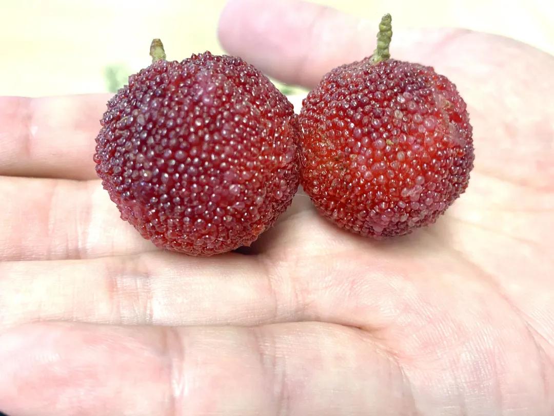 红了!红了!开采啦