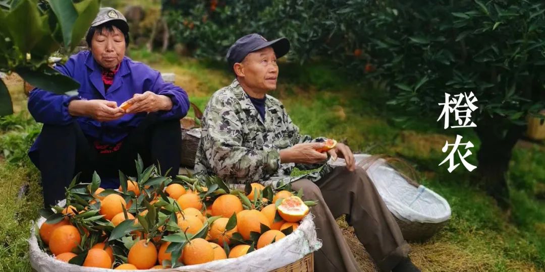 秭归夏橙和伦晚橙的区别,秭归伦晚帝王橙