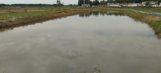 蓝藻治理成功案例,蓝藻水华案例