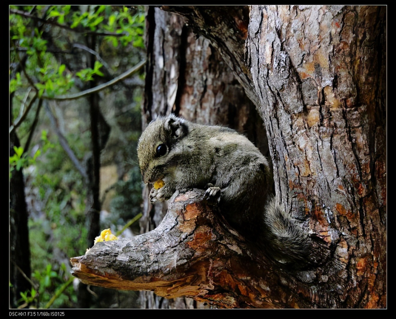 想念来福，一只小松鼠的逃跑经历