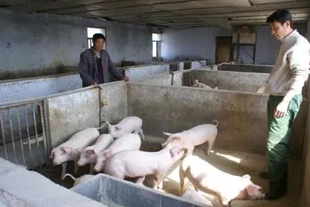 100头母猪养殖视频大全,100头母猪场各阶段存栏数据