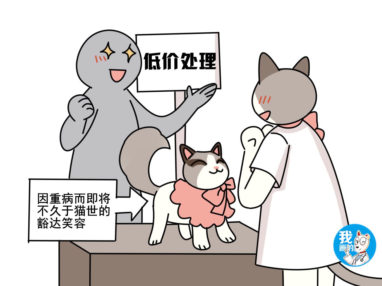 猫舍卖不掉的最后都去了哪里,猫舍里一直没卖掉的猫会怎么处理