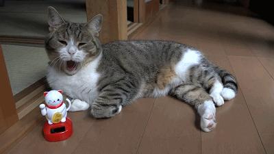 出生十天的小猫还会被母猫压死吗,出生的小猫被人扔了