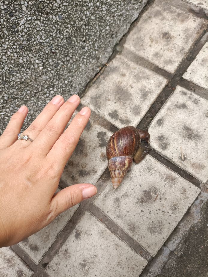 大蜗牛为什么不能用手摸,看见非洲大蜗牛千万别碰