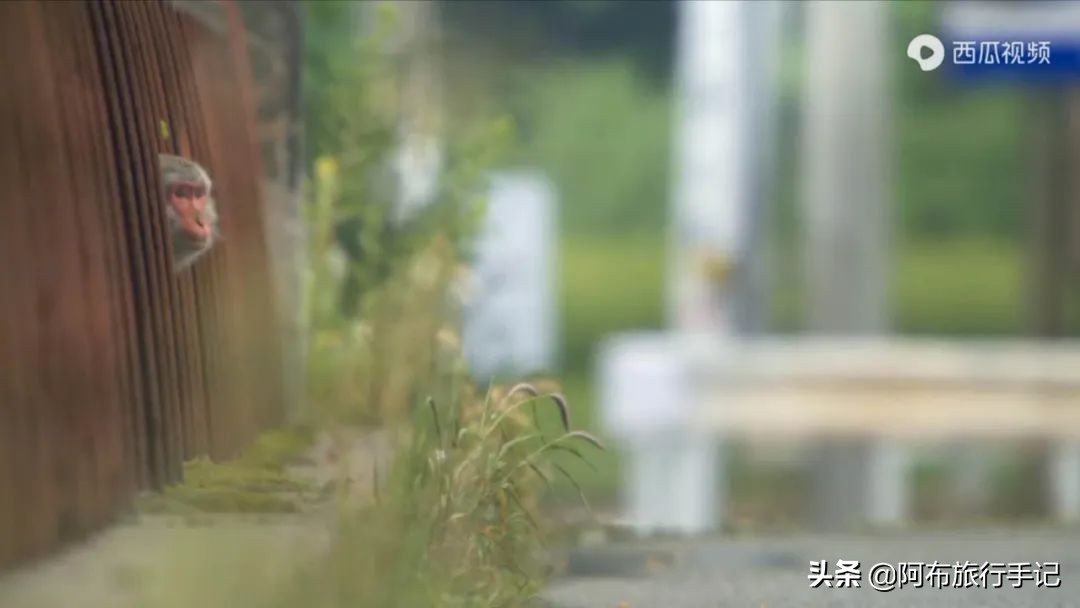 豆瓣9.1分看哭百万人,豆瓣评分9.0却很少有人看懂