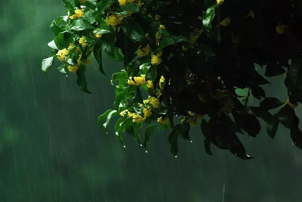 中国十大名花惊艳千年,中国十大名花美极了