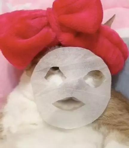 据说最近喵圈流行敷面膜，铲屎官请准备