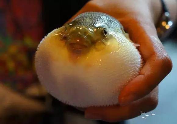 史上最全海鲜视频,史上最全海鲜贝类大全