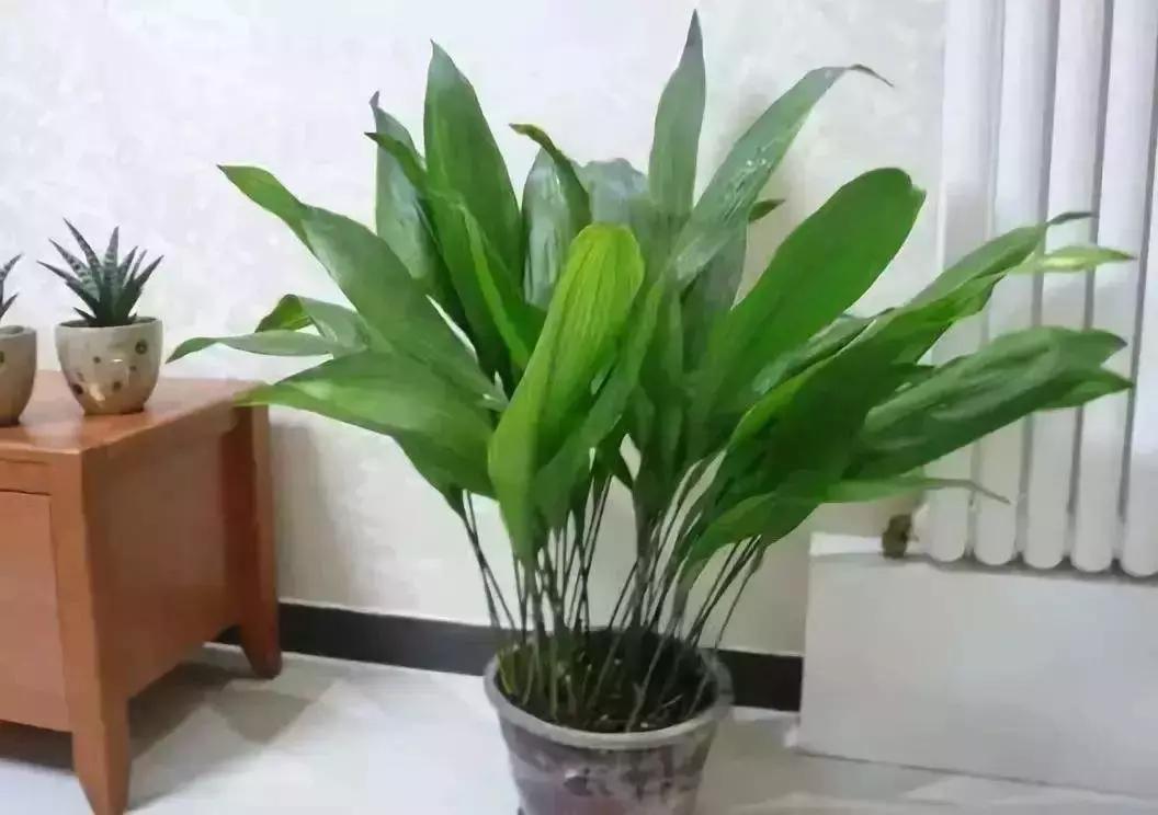 和绿萝长得很像耐阴的植物,像绿萝一样耐阴好养的植物有什么